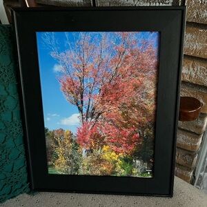Handcrafted Framed Fall Photo “Trees”
